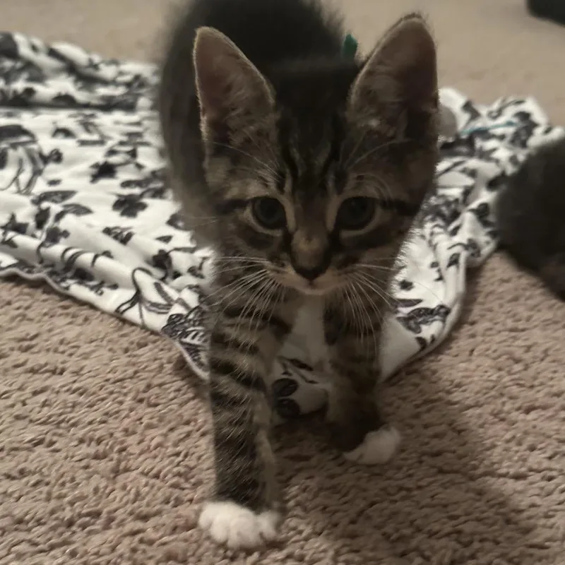 A baby small-sized male Brown / Chocolate Domestic Short Hair cat named Socks for adoption in Franklin, TN