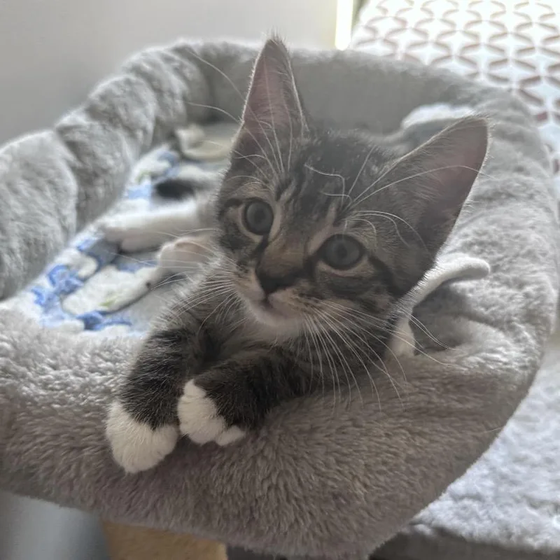 Socks thumbnail 2