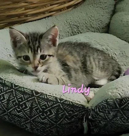 A young small-sized female Domestic Short Hair cat named B Lindy for adoption in North Charleston, SC