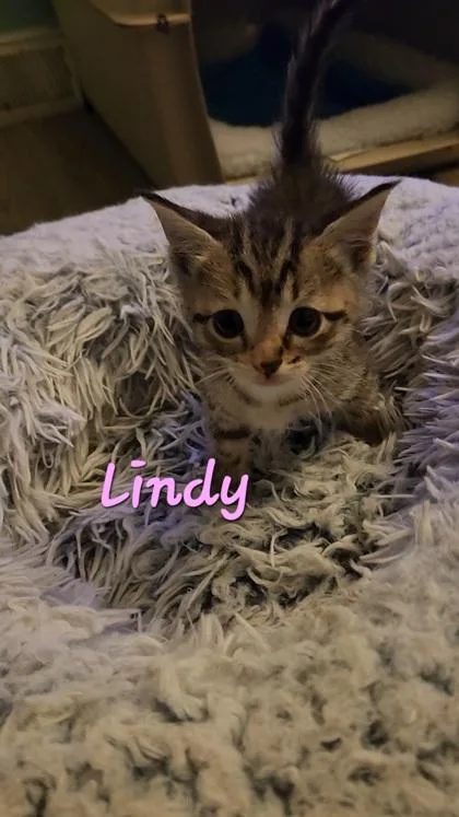 B Lindy thumbnail 2