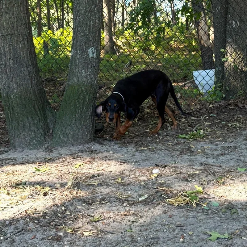 A young medium-sized female Black and Tan Coonhound dog named Bella for adoption in Brookhaven, NY