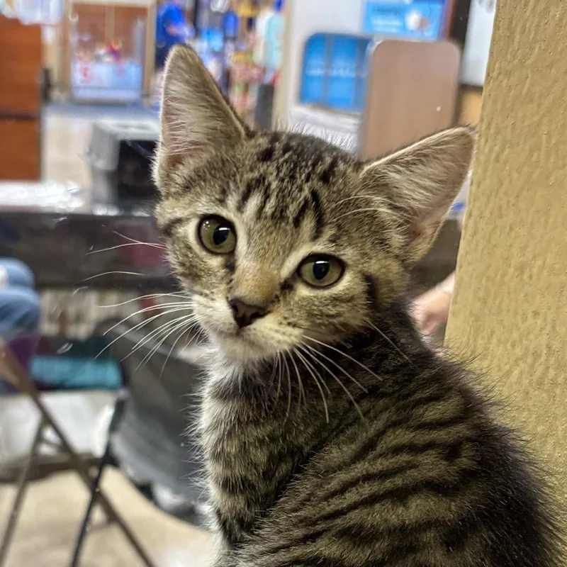 A baby medium-sized female Domestic Short Hair cat named Frog for adoption in Sonora, CA