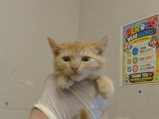 A baby small-sized female Domestic Short Hair cat named Lexie for adoption in Sacramento, CA
