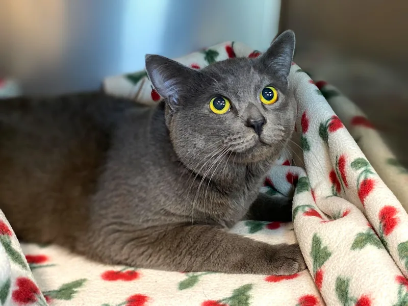 Sully Sardine thumbnail 2