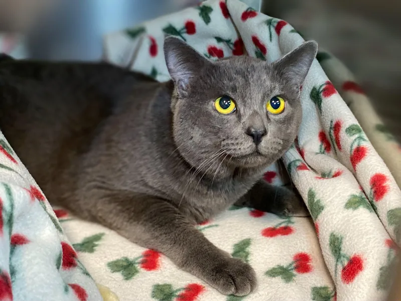 Sully Sardine thumbnail 3