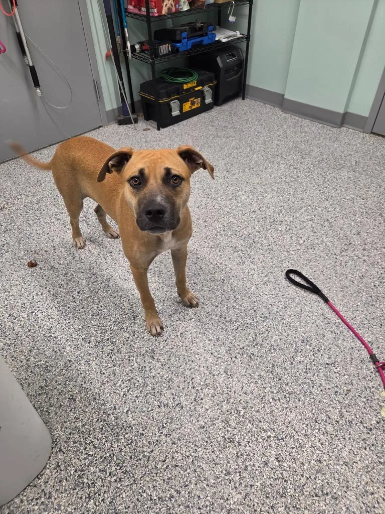 A young medium-sized male Terrier dog named Titan for adoption in Athens, TN