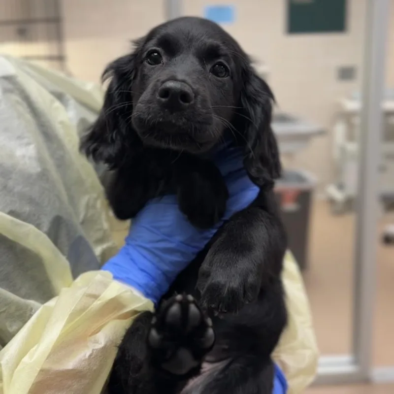 A baby small-sized female Black Cocker Spaniel dog named Ally A for adoption in Mission Hills, CA