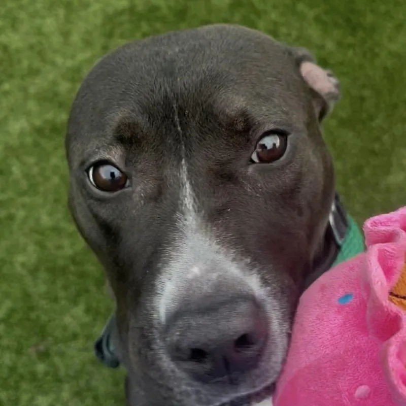 An adult medium-sized female Black Pit Bull Terrier dog named Leela for adoption in Newfoundland, NJ