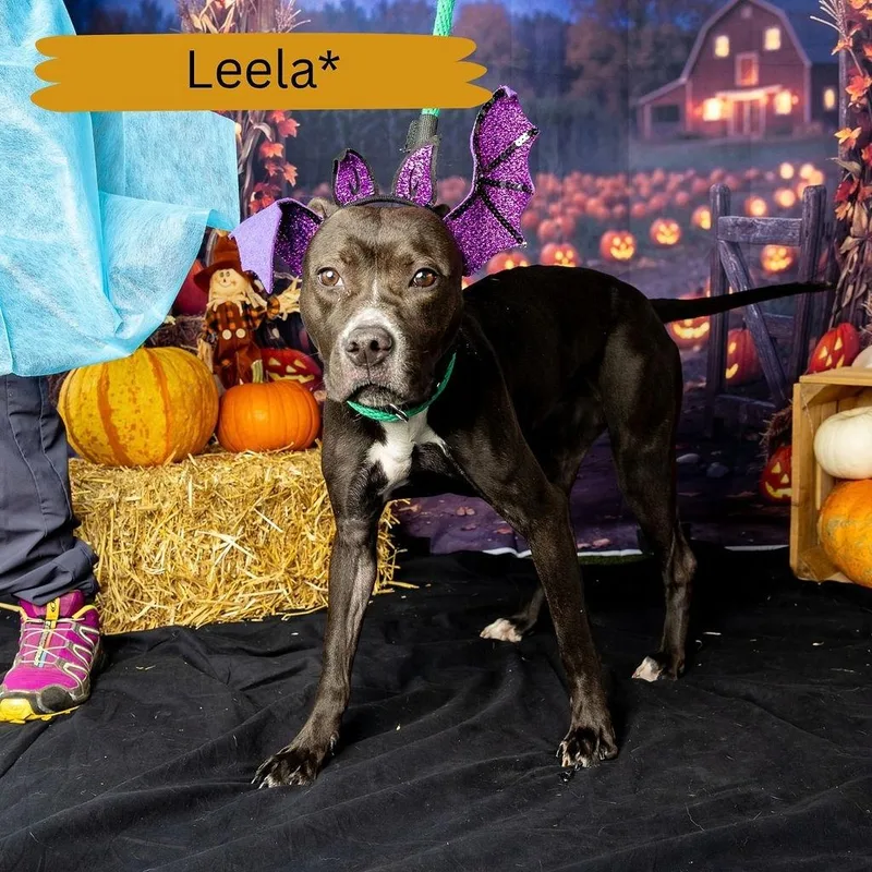 Leela thumbnail 5