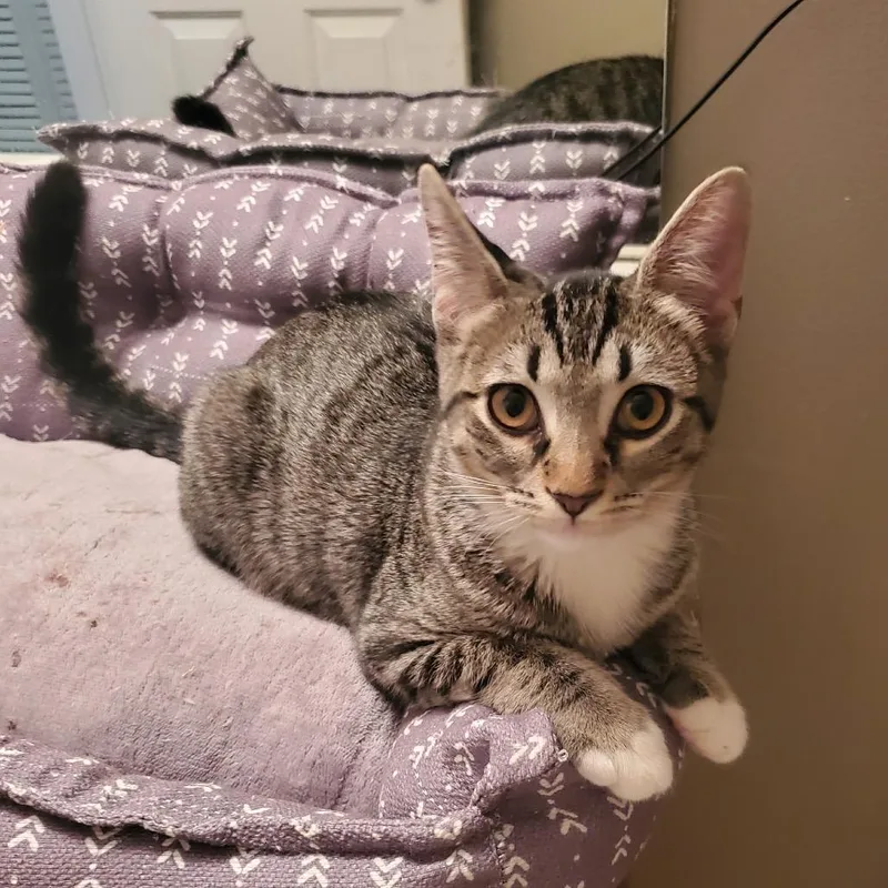 A baby small-sized female Domestic Short Hair cat named Chili for adoption in Woodstock, GA