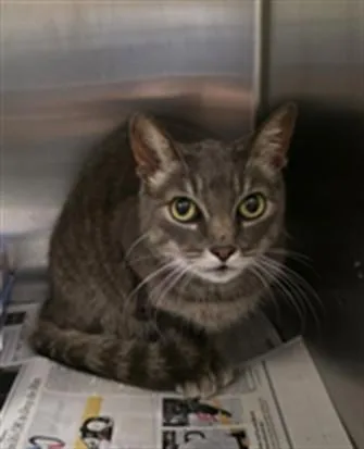 A senior large-sized female Domestic Short Hair cat named Violet for adoption in Los Angeles, CA