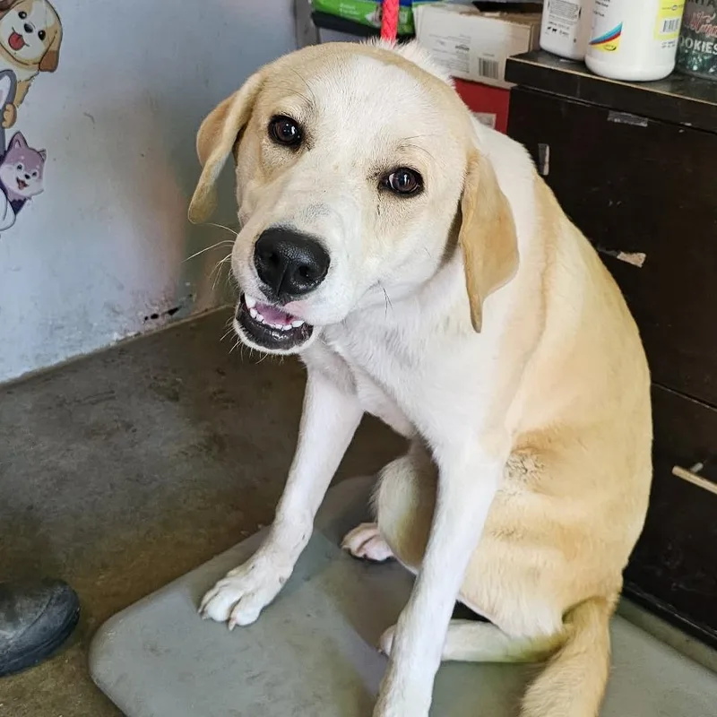 A young large-sized male White / Cream Mixed Breed dog named Tngcstray for adoption in Pulaski, TN