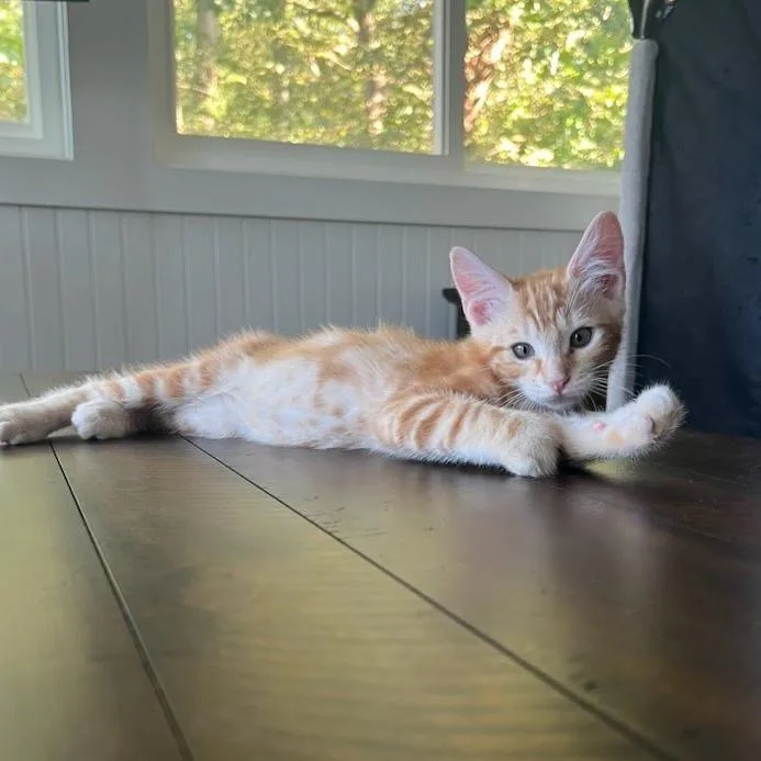 A baby small-sized male Domestic Short Hair cat named Kovu for adoption in Newport News, VA