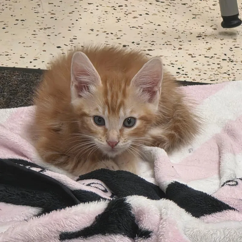 Kovu thumbnail 2