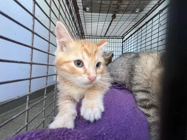 A baby small-sized male Domestic Short Hair cat named Boyd for adoption in San Luis Obispo, CA