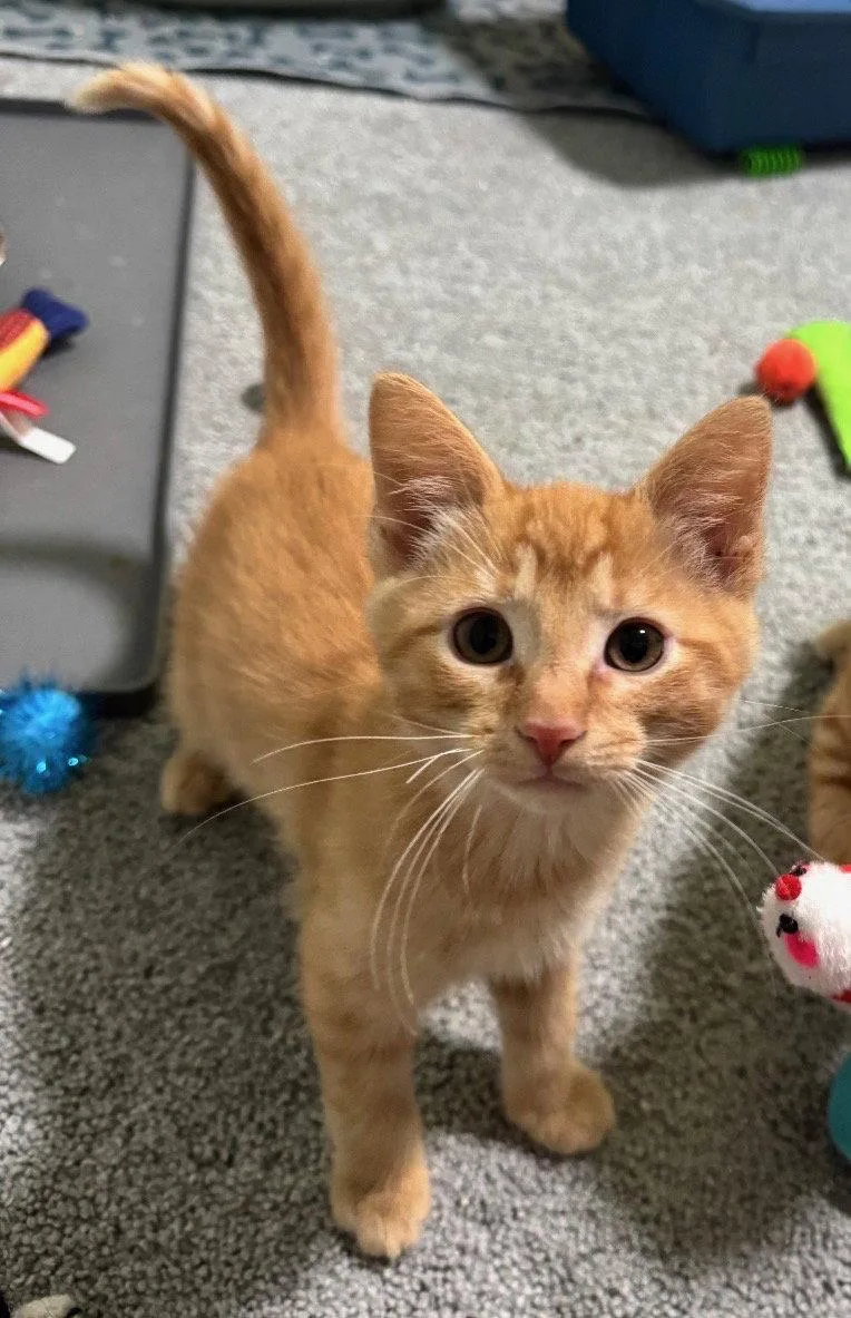 A baby medium-sized male Orange / Red Domestic Short Hair cat named Belfast for adoption in Dublin, OH