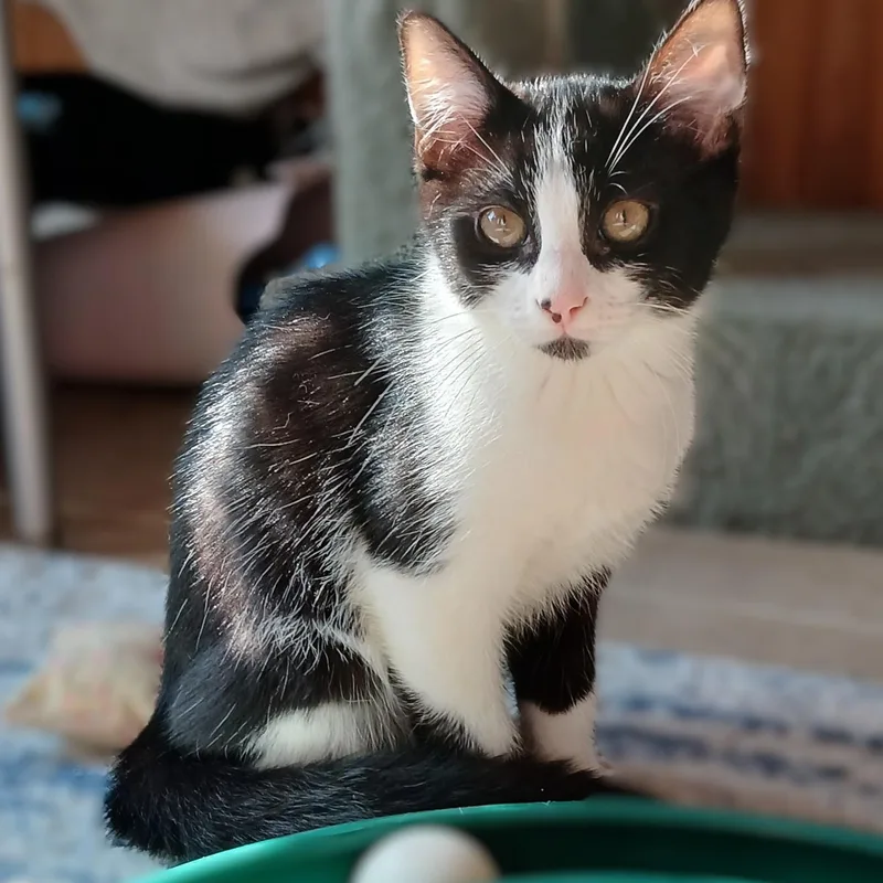 A young medium-sized male Black & White / Tuxedo Domestic Short Hair cat named Spanky for adoption in Germansville, PA