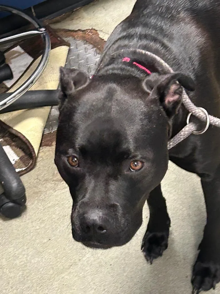 A young large-sized male Mixed Breed dog named Blue for adoption in Detroit, MI