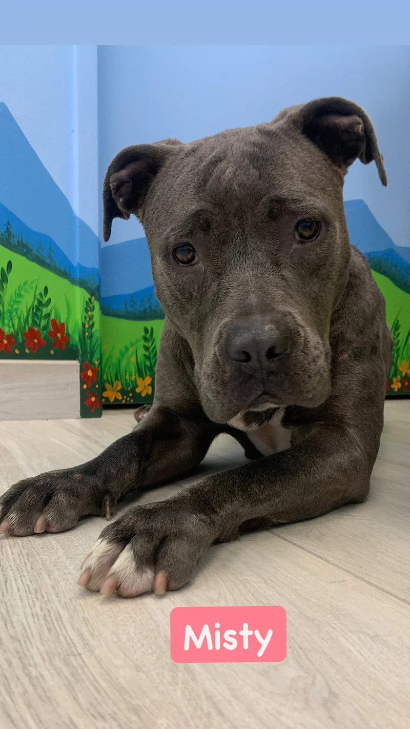 A young medium-sized female American Staffordshire Terrier dog named Misty for adoption in San Diego, CA