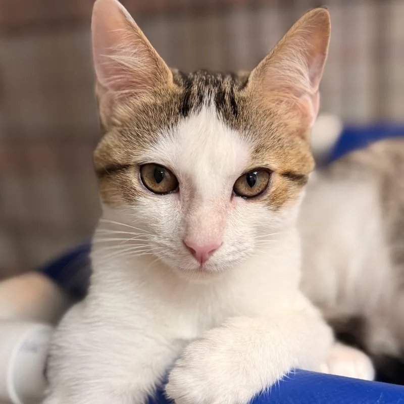 A baby small-sized female Domestic Short Hair cat named Keren for adoption in Cumming, GA