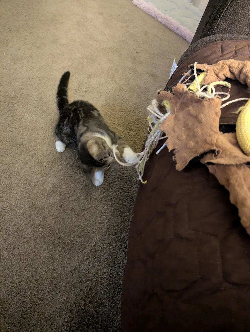 A baby small-sized female Tabby (Brown / Chocolate) Tabby cat named Cookie for adoption in Vacaville, CA