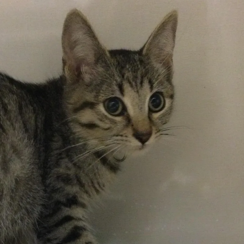 A baby small-sized male Brown / Chocolate Domestic Short Hair cat named Memo for adoption in Redwood City, CA