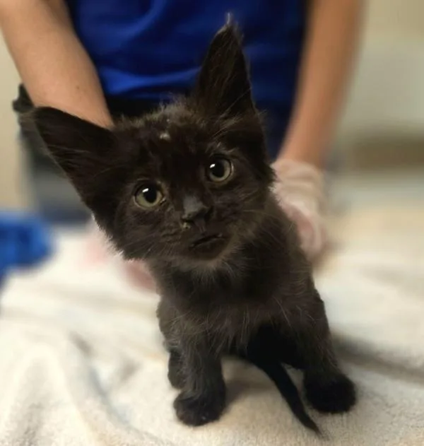 A baby small-sized female Domestic Medium Hair cat named Gertrude for adoption in Oakland, CA