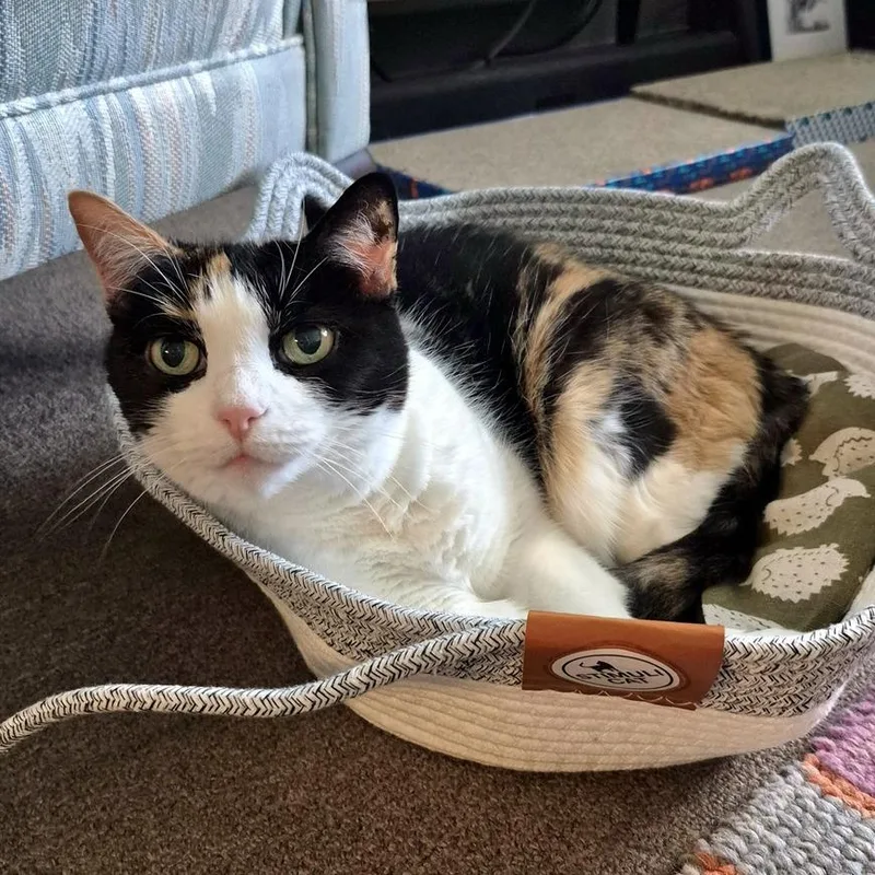 A senior small-sized female Calico Domestic Short Hair cat named Nym for adoption in Germantown, MD
