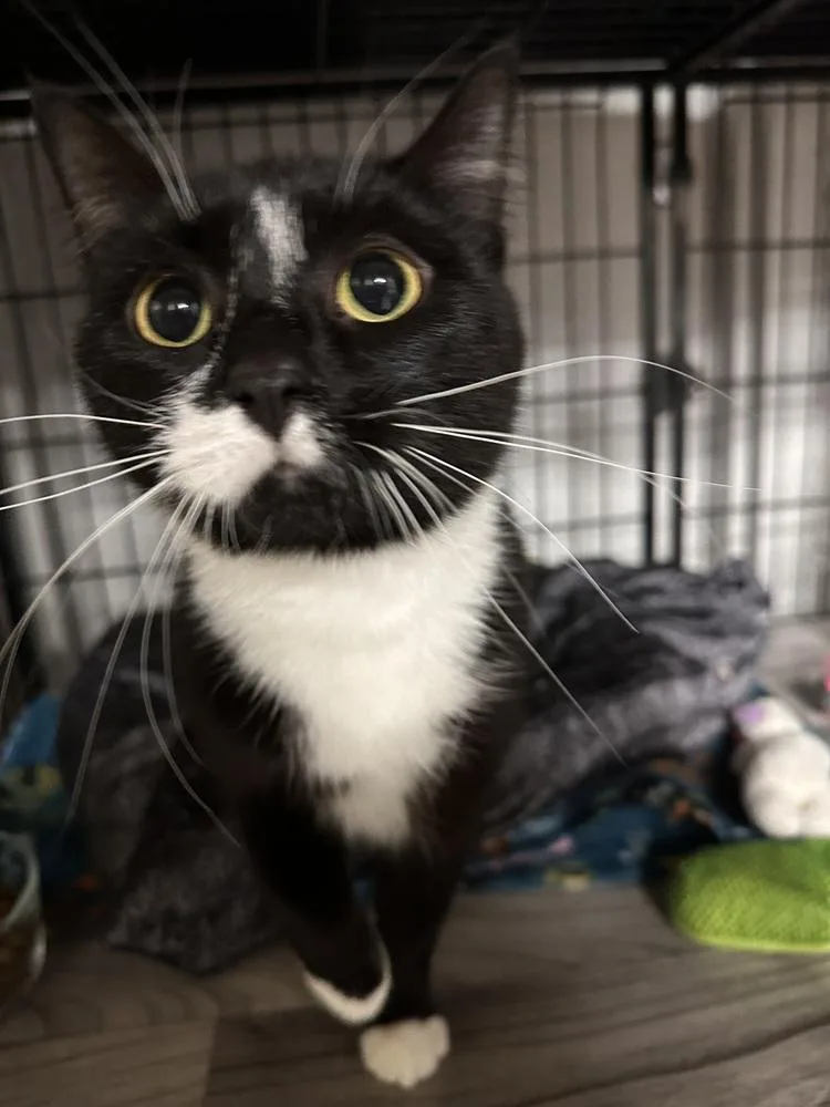 A young small-sized female Black & White / Tuxedo Domestic Short Hair cat named Murphy for adoption in Greensburg, PA