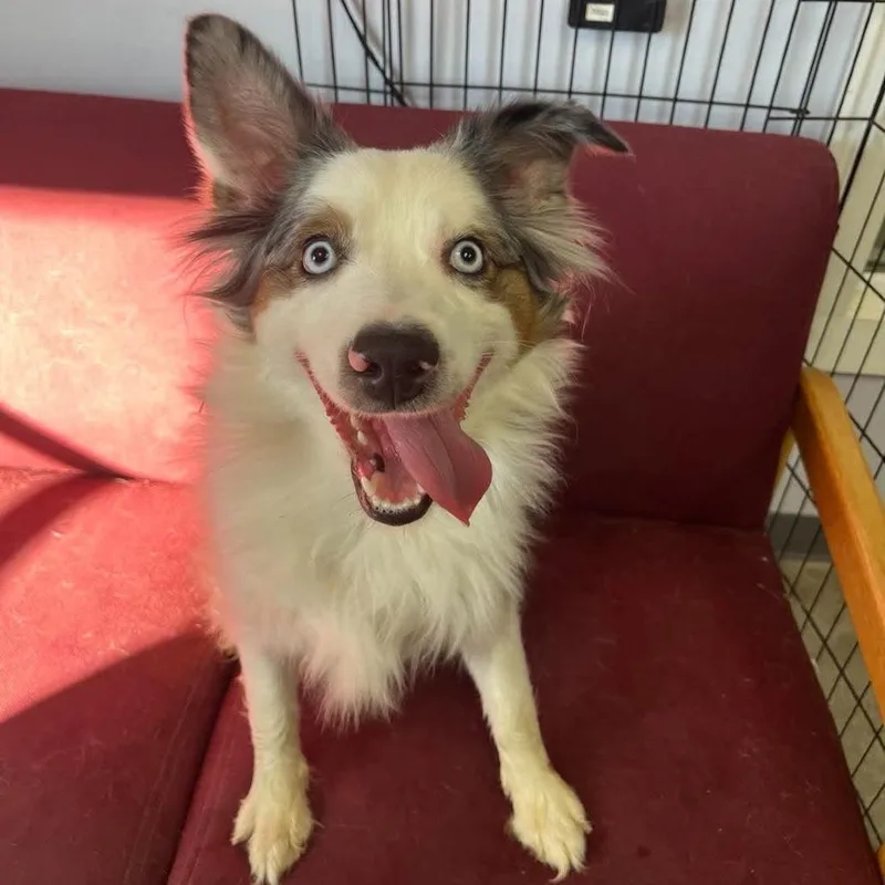 A young medium-sized male Australian Shepherd dog named Sally for adoption in Archbold , OH