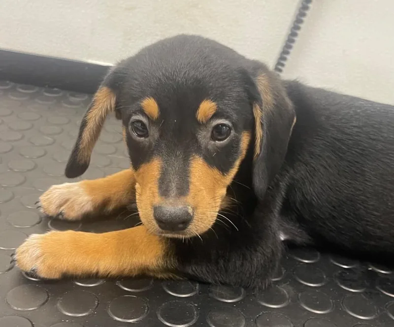 A baby medium-sized female Pointer dog named Eden for adoption in Seven Points, TX