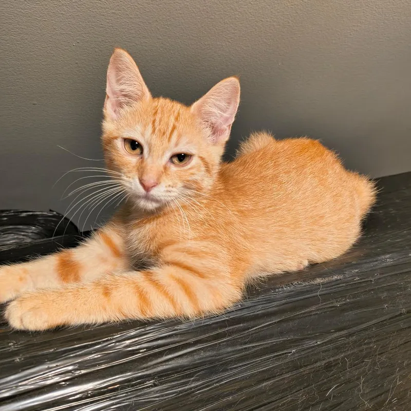 A baby small-sized female Orange / Red Domestic Short Hair cat named Nike for adoption in Springfield, IL