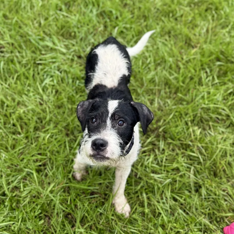 A young medium-sized male White / Cream Schnauzer dog named Secretariat for adoption in Carencro, LA