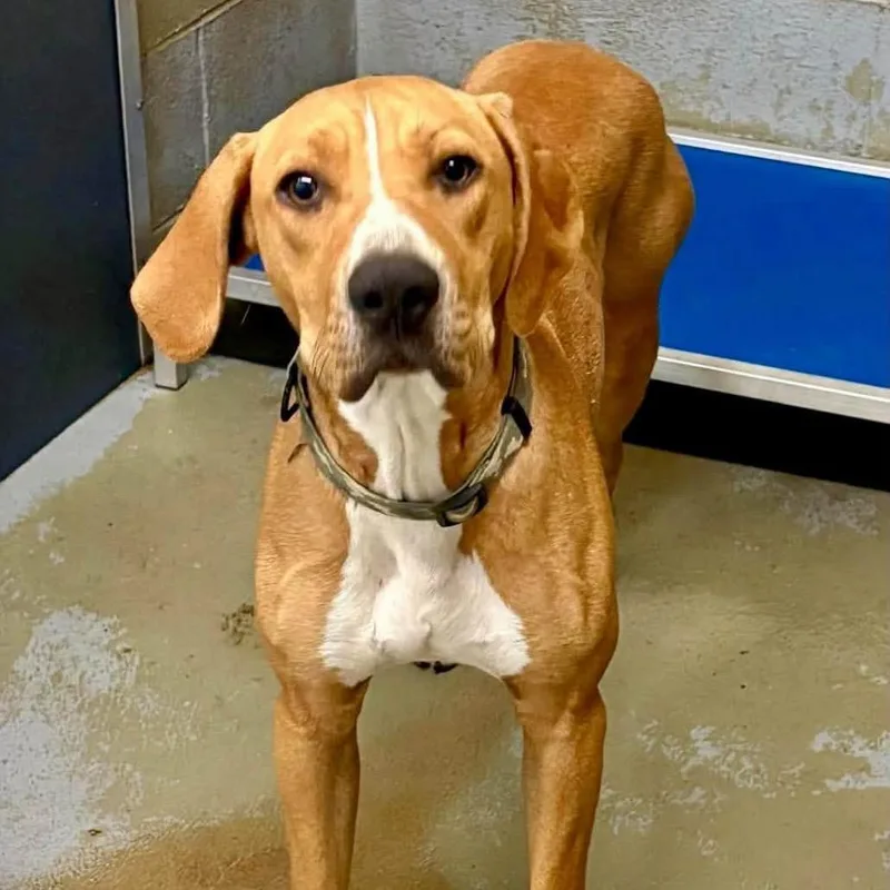 An adult medium-sized male Apricot / Beige Mixed Breed dog named Roscoe for adoption in Aldie, VA