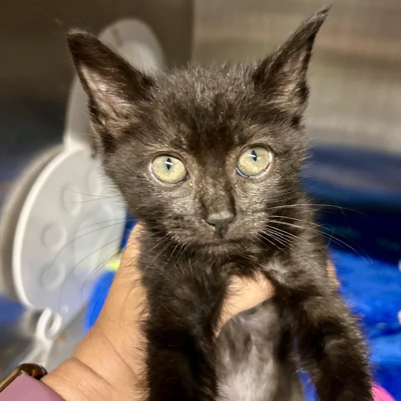 A baby small-sized female Black Domestic Short Hair cat named Nori City of for adoption in Chino Hills, CA