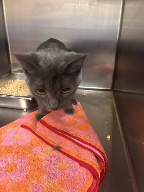 A young medium-sized female Domestic Short Hair cat named Mama for adoption in Upper Marlboro, MD
