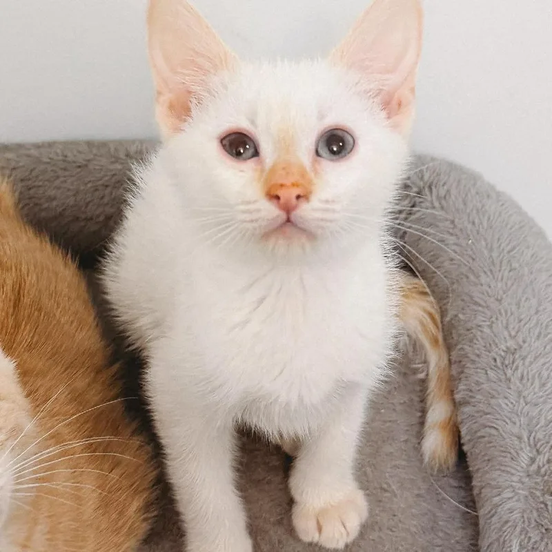 A baby small-sized female Flame Point Siamese cat named Sugar Cookie Jessup for adoption in Eagle Mountain, UT