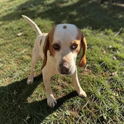 An adult medium-sized male Hound dog named Scout for adoption in Cumberland, MD