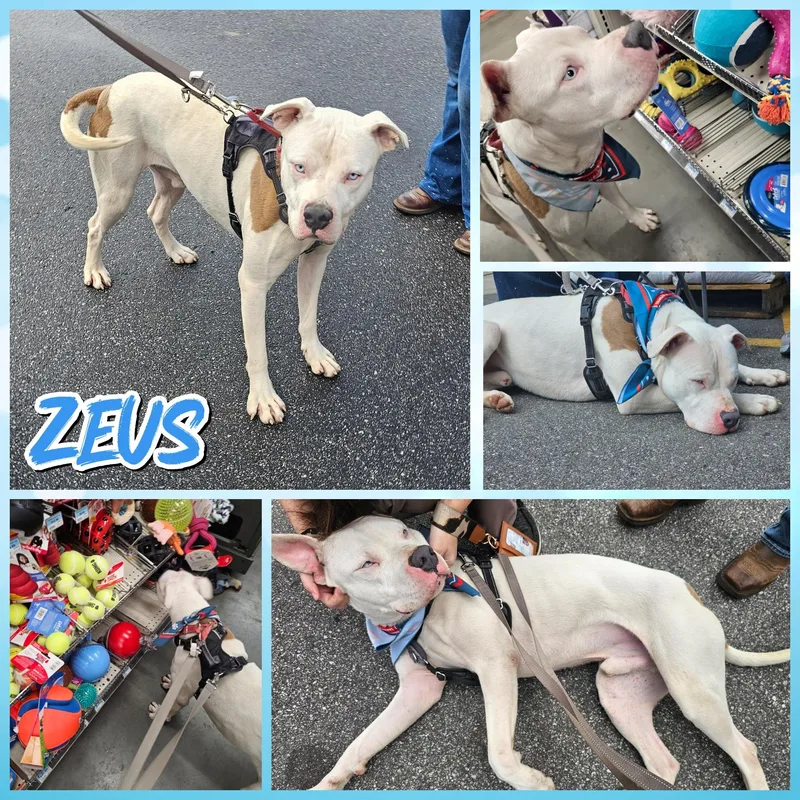 An adult large-sized male American Bulldog dog named Zeus for adoption in Blacksburg, SC