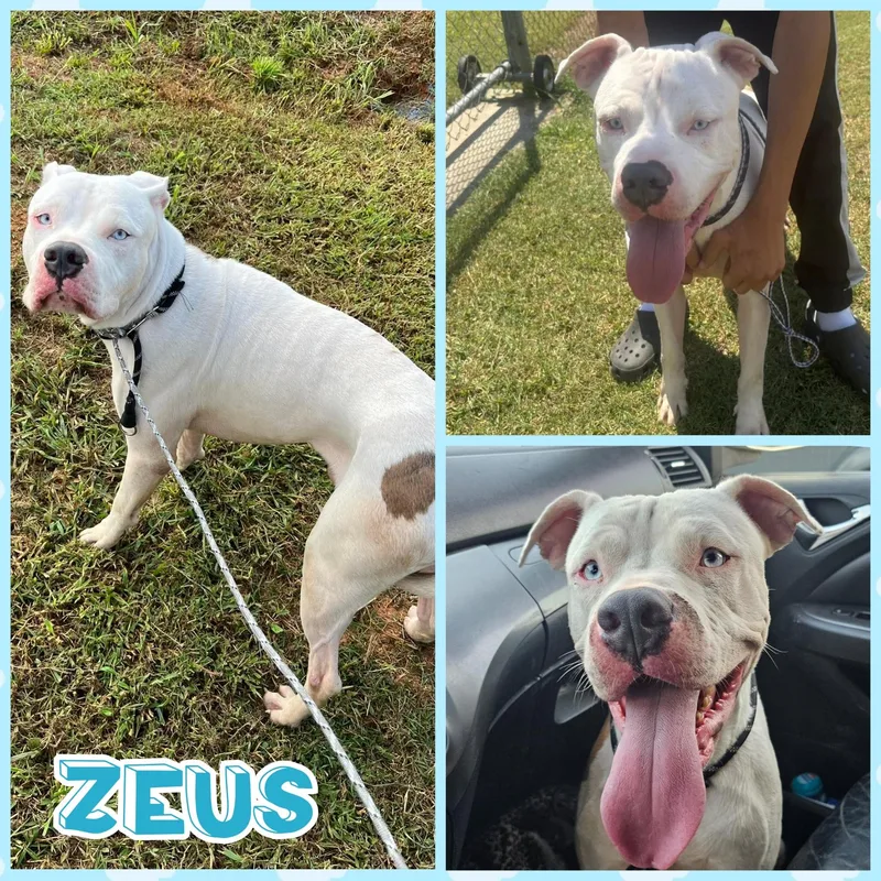 Zeus thumbnail 3