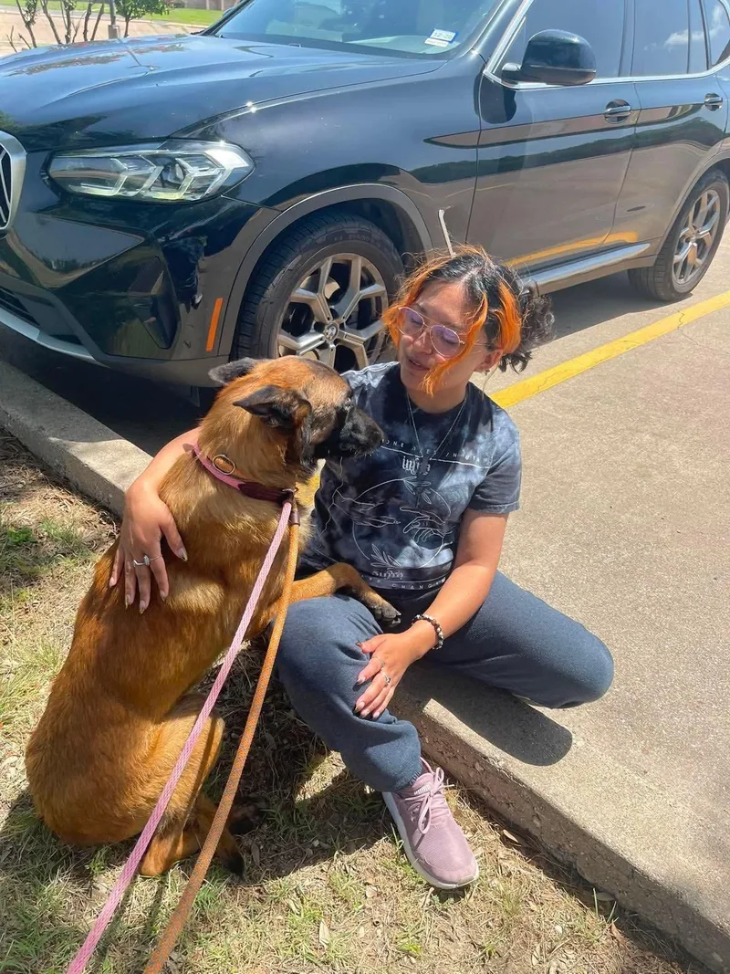 A young large-sized male Belgian Shepherd / Malinois dog named Johnny for adoption in Houston , TX