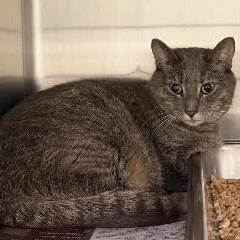 A young medium-sized female Gray / Blue / Silver Domestic Short Hair cat named Dior for adoption in Waukesha, WI