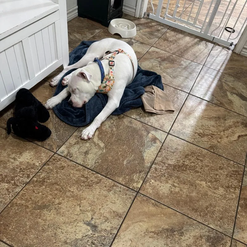 A young medium-sized male White / Cream American Staffordshire Terrier dog named Mozzarella for adoption in Dallas, TX