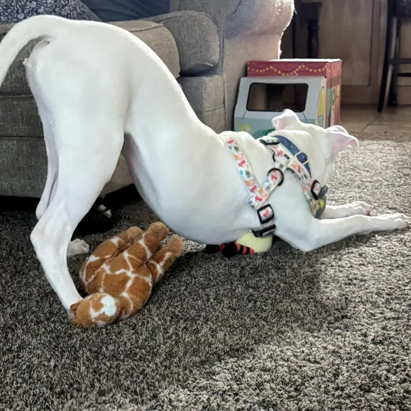 Mozzarella thumbnail 3