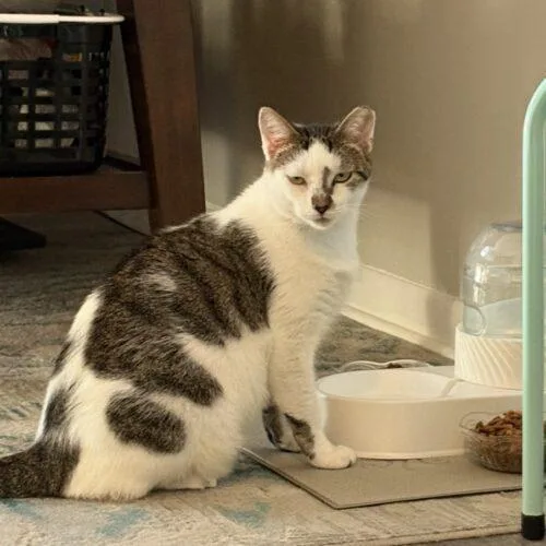 A young large-sized male Domestic Short Hair cat named Eeyore for adoption in Tampa, FL
