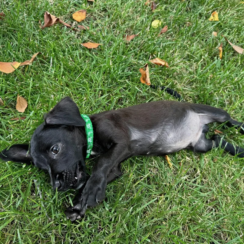 A baby small-sized male Black Chihuahua dog named Gordita for adoption in Baldwin, MD