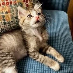 A baby medium-sized female Tabby (Gray / Blue / Silver) American Shorthair cat named Lorna for adoption in Pasco, WA