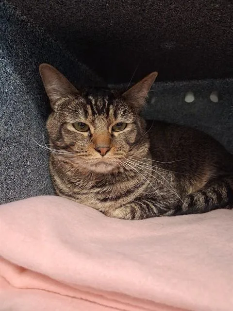 A young large-sized male Domestic Short Hair cat named Dutch for adoption in Colorado Springs, CO