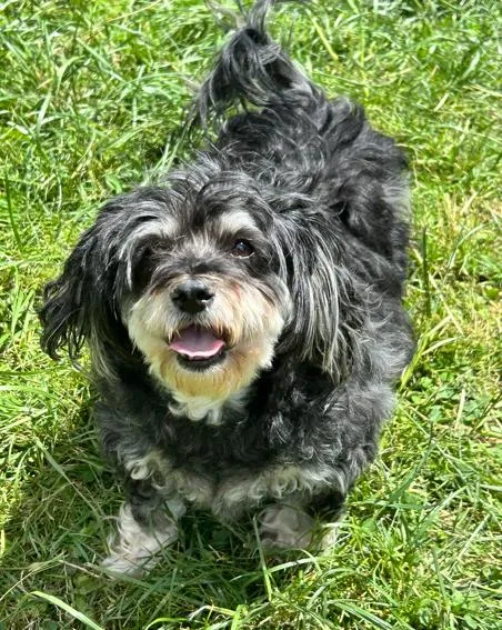 An adult small-sized female Gray / Blue / Silver Terrier dog named Pudding for adoption in Brunswick, OH