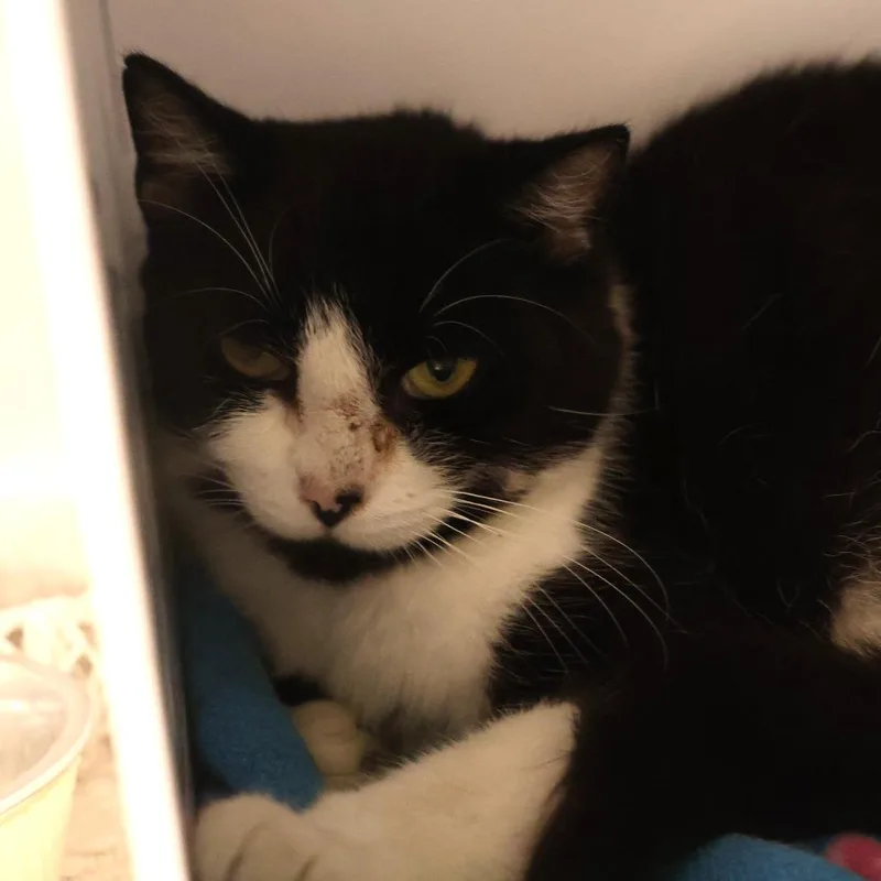An adult medium-sized female Black Domestic Short Hair cat named Peppermint for adoption in Briarcliff Manor, NY